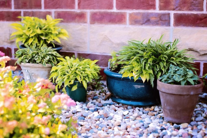 Plastic Bottle Planters